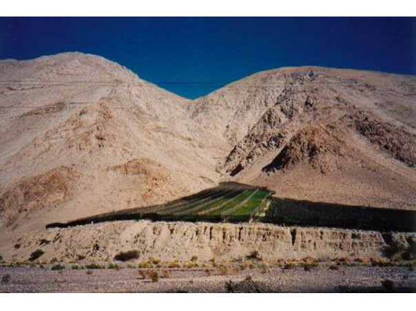 Sobre las laderas de las montañas, en pleno desierto, cultivan viñedos que dan uvas de exportación de altísima calidad.