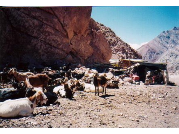 A 3.000 msnm viven durante el verano en una casa de chapa unos pastores de cabras que se dedican a hacer quesos.